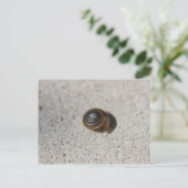 Carte Postale Escargot pâle (Debout devant)
