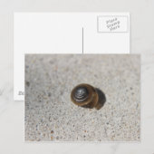 Carte Postale Escargot pâle (Devant / Derrière)