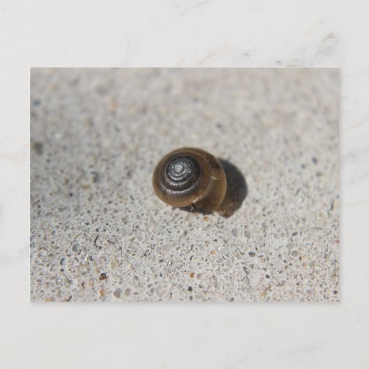 Carte Postale Escargot pâle (Devant)