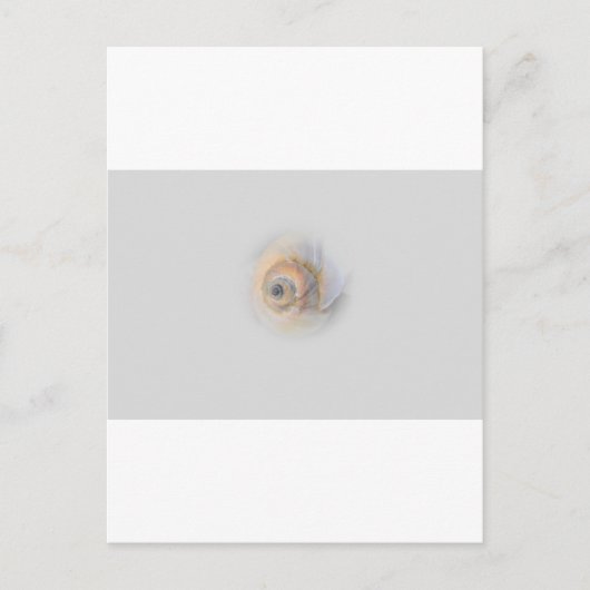 Carte Postale escargot Schnecke Muschel Shell (Devant)