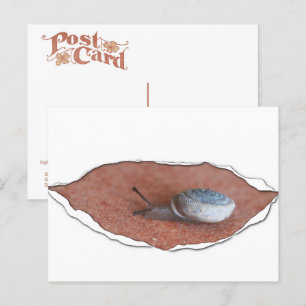 Carte Postale Escargot sous matière déchirée