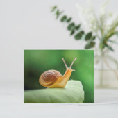 Carte Postale Escargot sur la feuille (Debout devant)