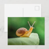 Carte Postale Escargot sur la feuille (Devant / Derrière)