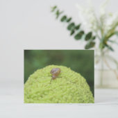 Carte Postale Escargot sur un hérisson #5 (Debout devant)