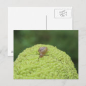 Carte Postale Escargot sur un hérisson #5 (Devant / Derrière)