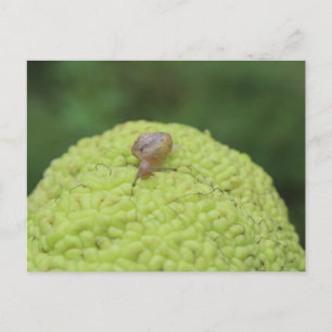Carte Postale Escargot sur un hérisson #5