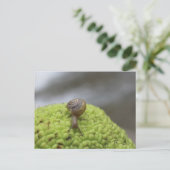 Carte Postale Escargot sur un hérisson #7 (Debout devant)
