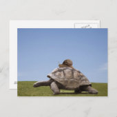 Carte Postale Escargot sur une tortue (Devant / Derrière)
