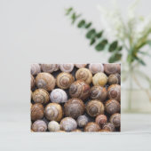 Carte Postale Escargots (Debout devant)