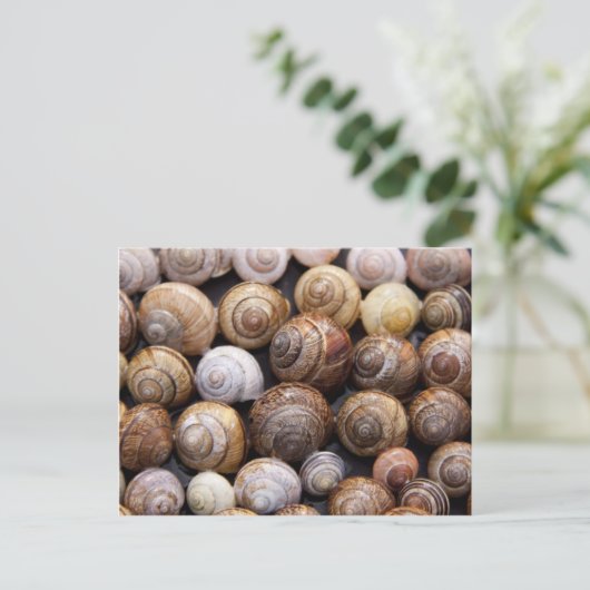 Carte Postale Escargots (Debout devant)