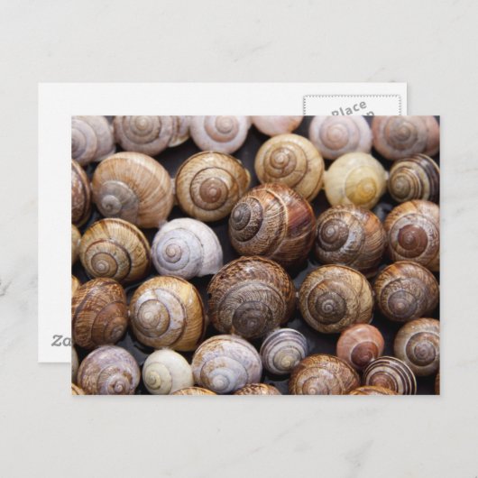 Carte Postale Escargots (Devant / Derrière)