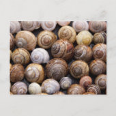 Carte Postale Escargots (Devant)