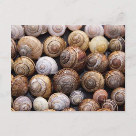 Carte Postale Escargots (Devant)
