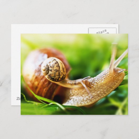 Carte Postale Escargots (Devant / Derrière)