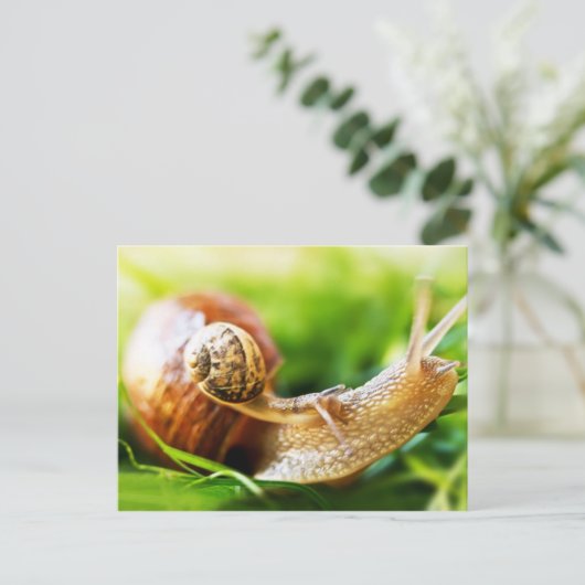 Carte Postale Escargots (Debout devant)