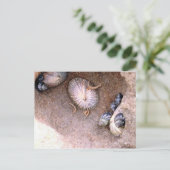 Carte Postale Escargots de mer et Baracles (Debout devant)