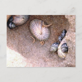 Carte Postale Escargots de mer et Baracles