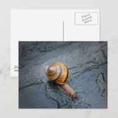 Carte Postale Escargots frits par jour de pluie (Devant / Derrière)