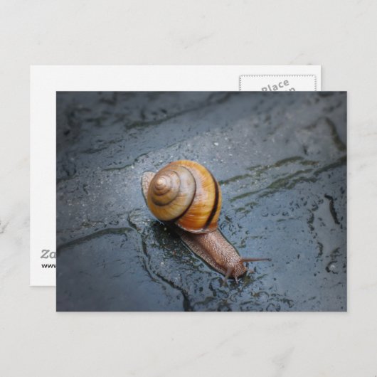 Carte Postale Escargots frits par jour de pluie (Devant / Derrière)