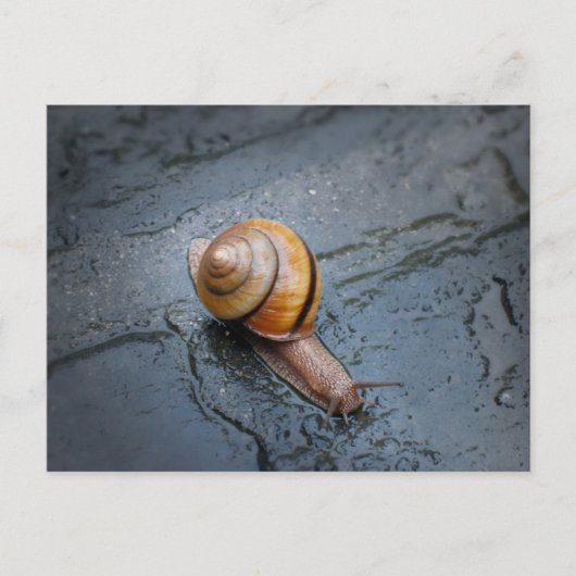 Carte Postale Escargots frits par jour de pluie (Devant)
