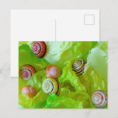Carte Postale Escargots sur laitue (Devant / Derrière)