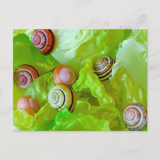 Carte Postale Escargots sur laitue (Devant)