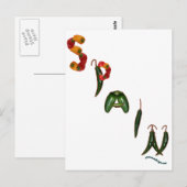 Carte Postale Espagne Chili Peppers (Devant / Derrière)