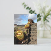 Carte Postale Espagne Lanzarote 04 jardin de cactus (Debout devant)