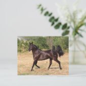 Carte Postale Espagnol Brown foncé Mustang Mare marcher (Debout devant)