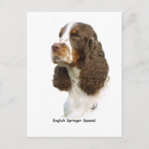 Carte Postale Espagnol Springer anglais 8M15D-05