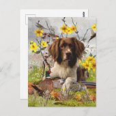 Carte Postale Espagnol Springer anglais, Art (Devant / Derrière)