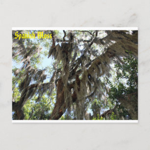 Carte postale espagnole Moss Old South