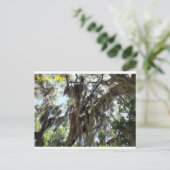 Carte postale espagnole Moss Old South (Debout devant)