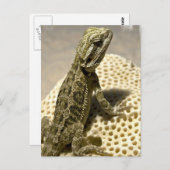 Carte postale Espèce Lizard (Devant / Derrière)