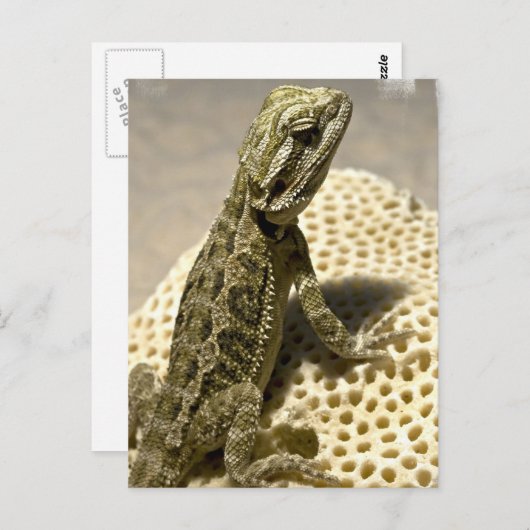 Carte postale Espèce Lizard (Devant / Derrière)