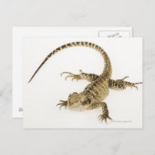 Carte Postale Espèces d'agamides Arboréales indigènes à l'est 2 (Devant / Derrière)