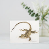 Carte Postale Espèces d'agamides Arboréales indigènes à l'est 2 (Debout devant)