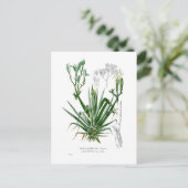 Carte Postale Espèces d'agave (Debout devant)