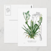 Carte Postale Espèces d'agave (Devant / Derrière)