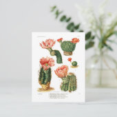 Carte Postale Espèces de cactus (Debout devant)