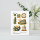 Carte Postale Espèces de cactus (Debout devant)