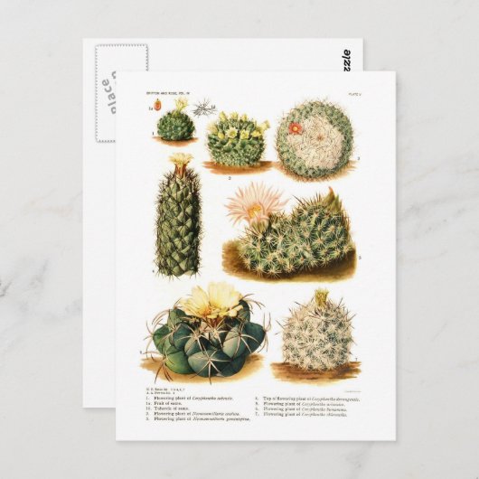Carte Postale Espèces de cactus (Devant / Derrière)