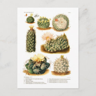 Carte Postale Espèces de cactus