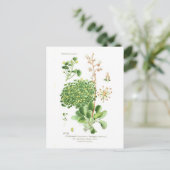 Carte Postale Espèces de saxifrage (Debout devant)