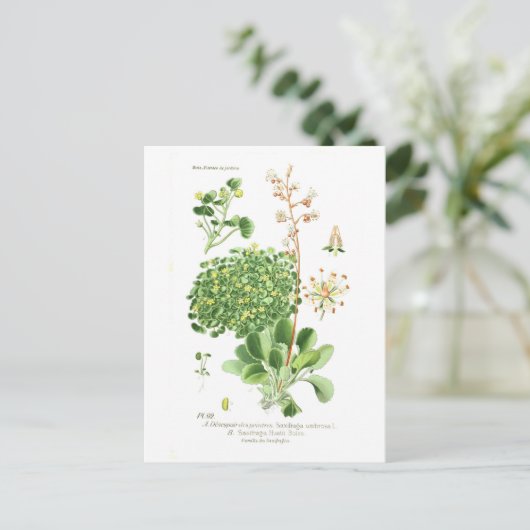 Carte Postale Espèces de saxifrage (Debout devant)