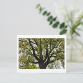 Carte Postale espoir du printemps muet (Debout devant)