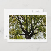 Carte Postale espoir du printemps muet (Devant / Derrière)