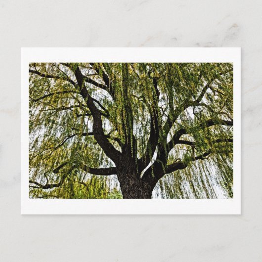 Carte Postale espoir du printemps muet (Devant)