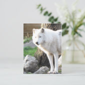 Carte Postale Esprit de loup albinos blanc - Cadeaux theriens (Debout devant)