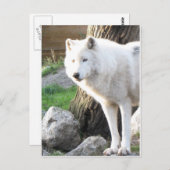 Carte Postale Esprit de loup albinos blanc - Cadeaux theriens (Devant / Derrière)